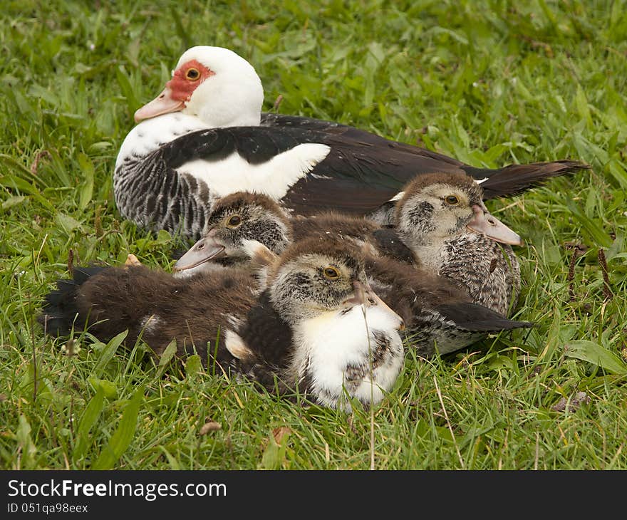 Mother duck with ducklings in the spring