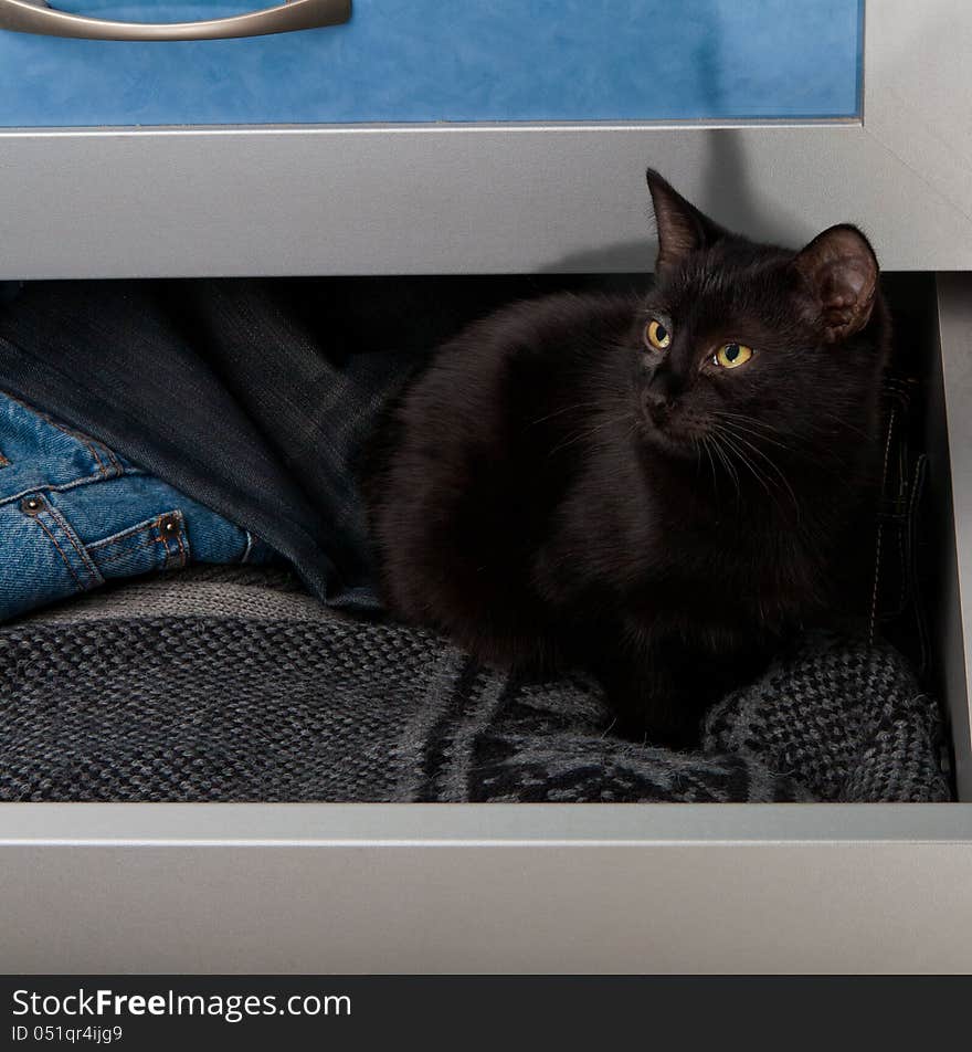 Black kitten in the open wardrobe drawer. Black kitten in the open wardrobe drawer