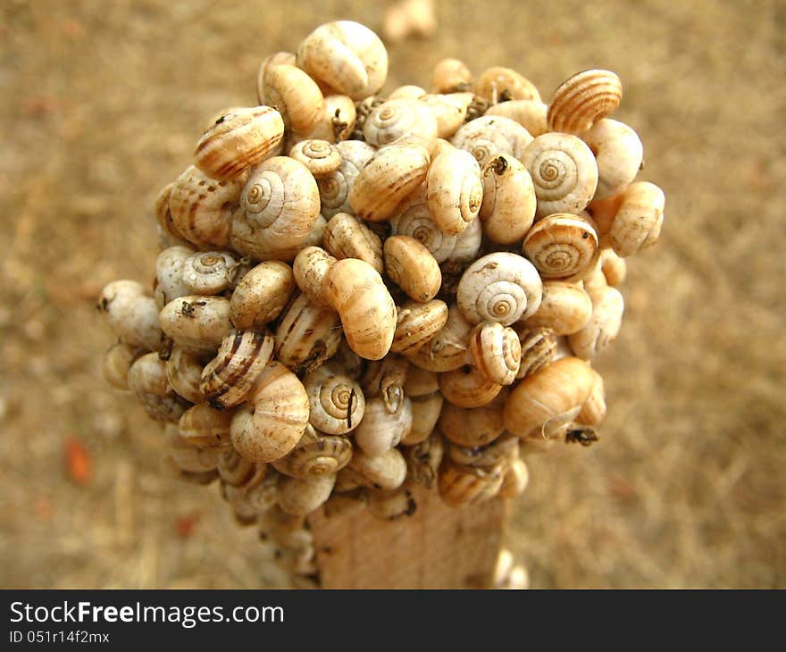 Congestion of little snails. Macro