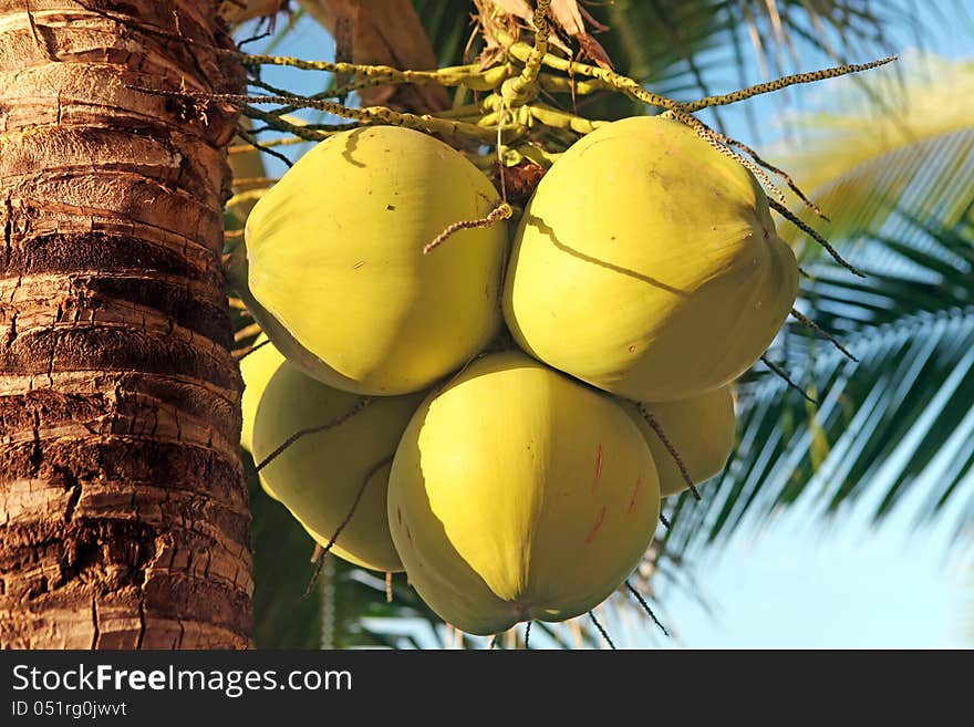 Closeup of young coconuts on the tree