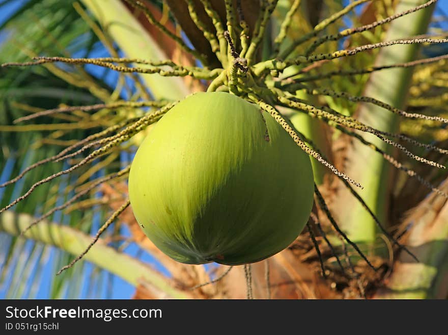 Closeup of young coconut on the tree