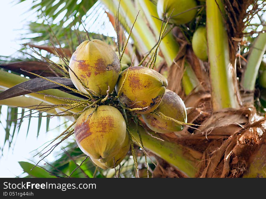 Closeup of young coconuts on the tree