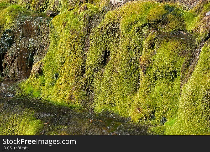 Moss detail on the rocks aside a waterfall. Moss detail on the rocks aside a waterfall