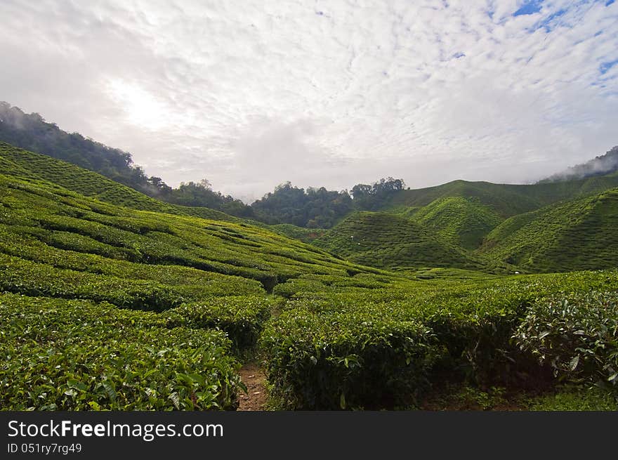 Green Tea Plantation