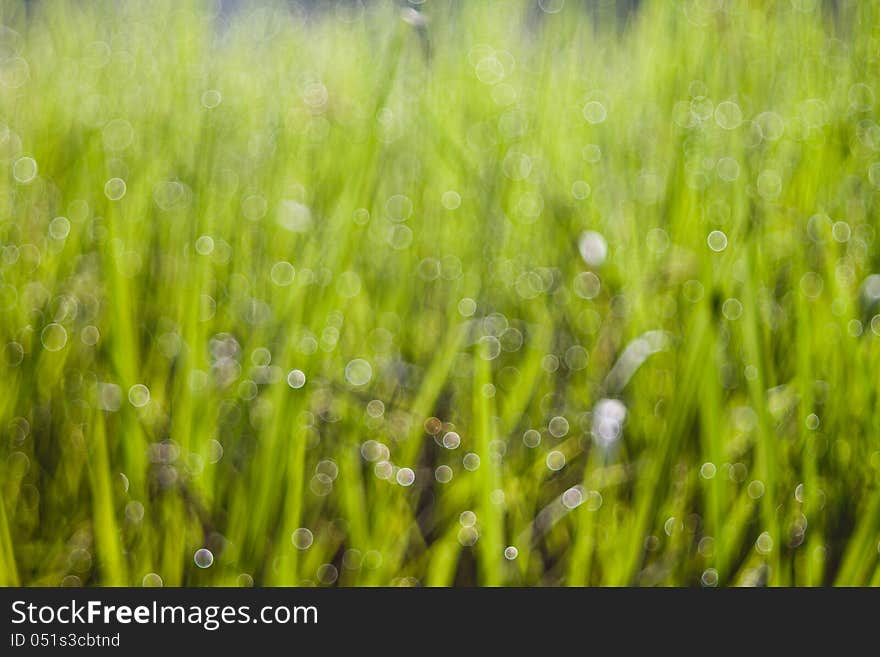 Bokeh of the rice field