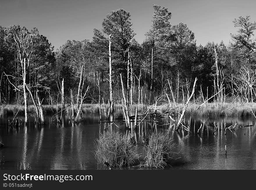 Scufflegrit Road Swamp