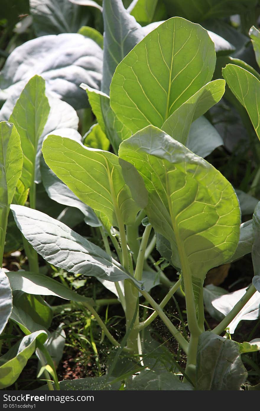 Close up a Brassica alboglabra in morning. Close up a Brassica alboglabra in morning