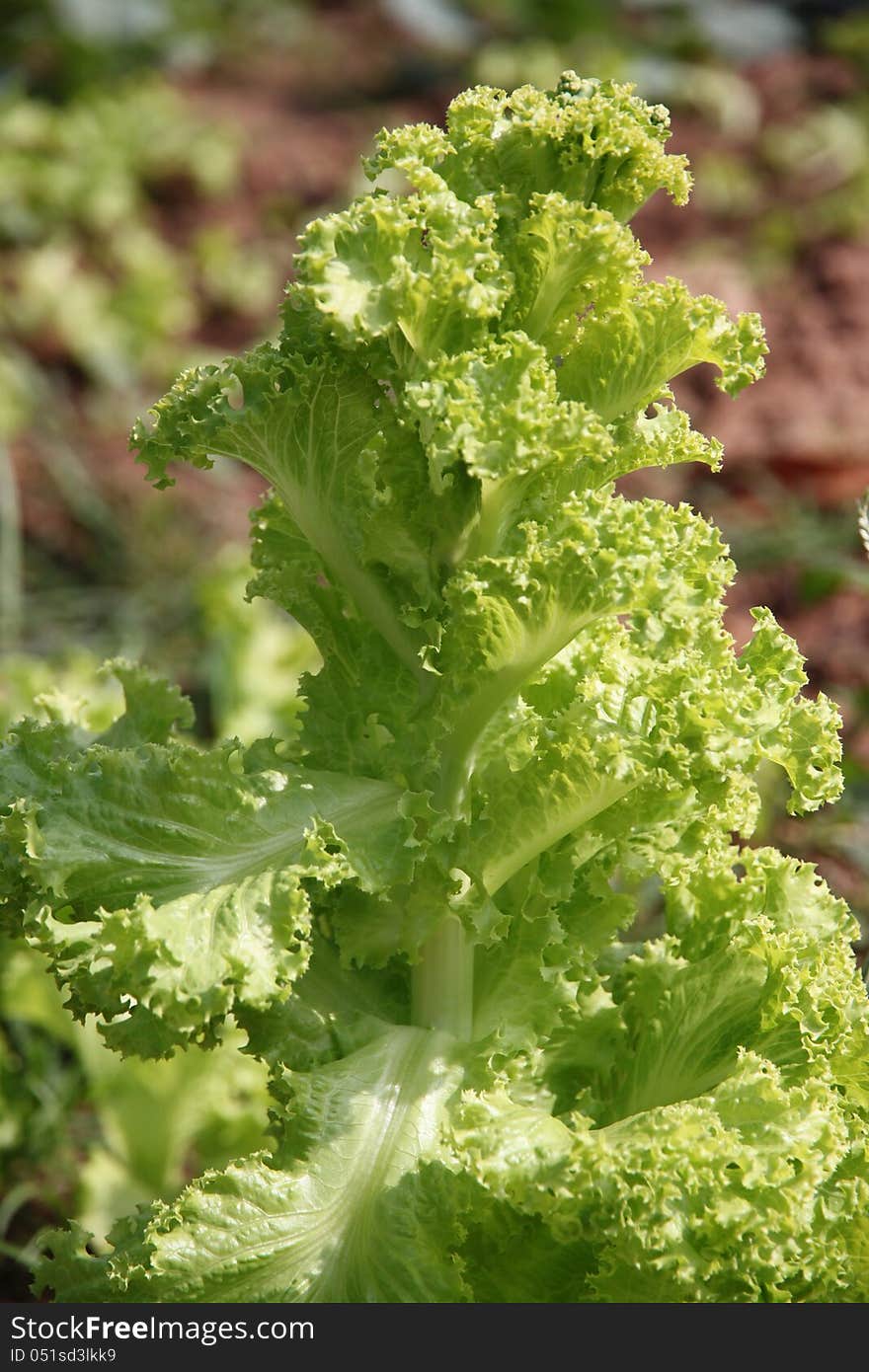 Close up Lactuca sativa.