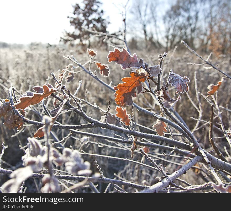 Winter oak branch covered by rime with some leaves left. Winter oak branch covered by rime with some leaves left