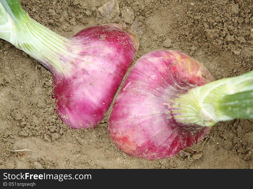 Red onion plants with fruit on the garden bed in the summertime. Red onion plants with fruit on the garden bed in the summertime