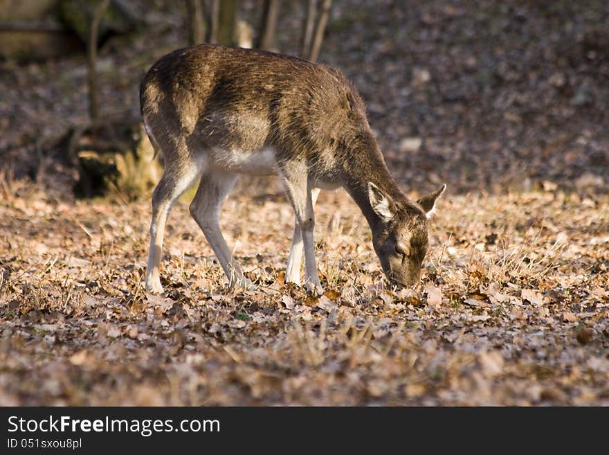 Fallow-deer