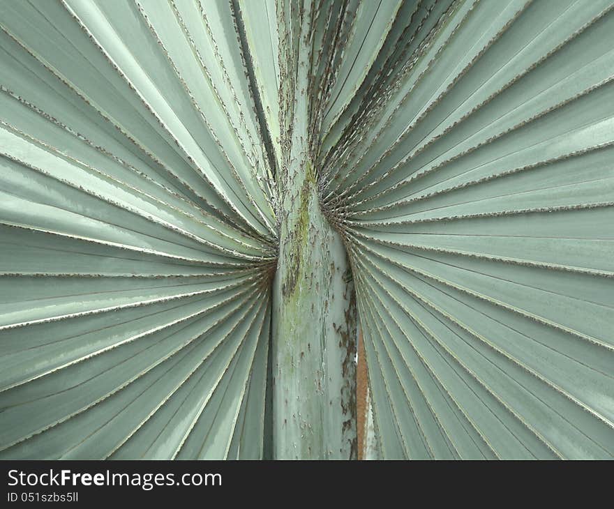 Symmetrical pattern of huge leaf of big tropical plant