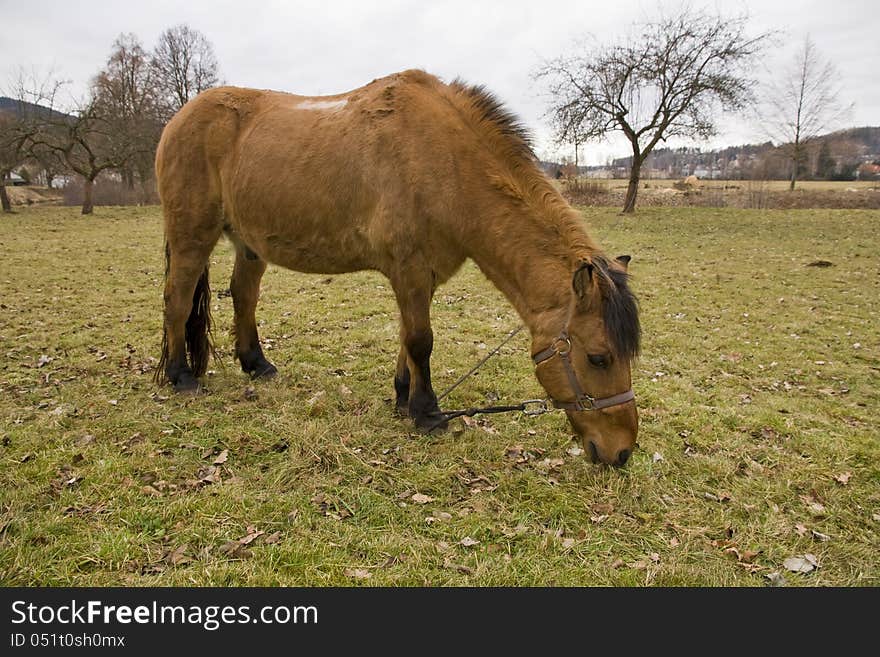 Brown horse grazing in the meadow and tied to a tree. Brown horse grazing in the meadow and tied to a tree