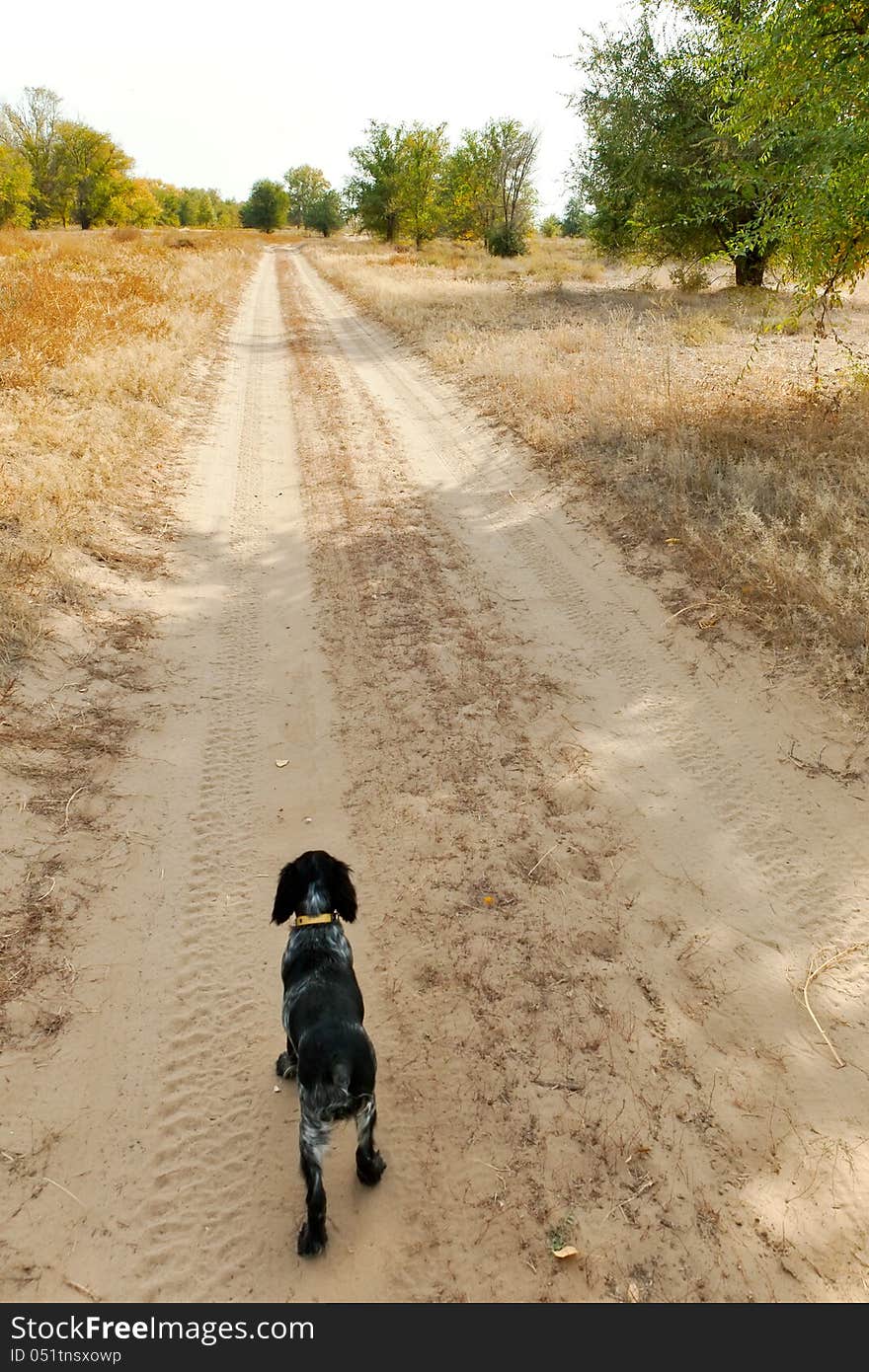 Dog at rural sand road in the autumn forest. Astrakhan district, Russia. Dog at rural sand road in the autumn forest. Astrakhan district, Russia