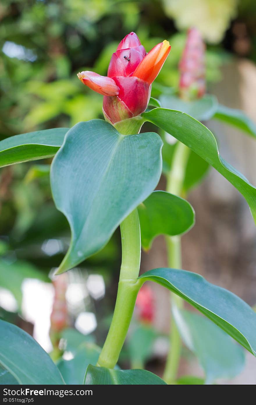 Ginger flower. The scientific name ( costus speciosus )