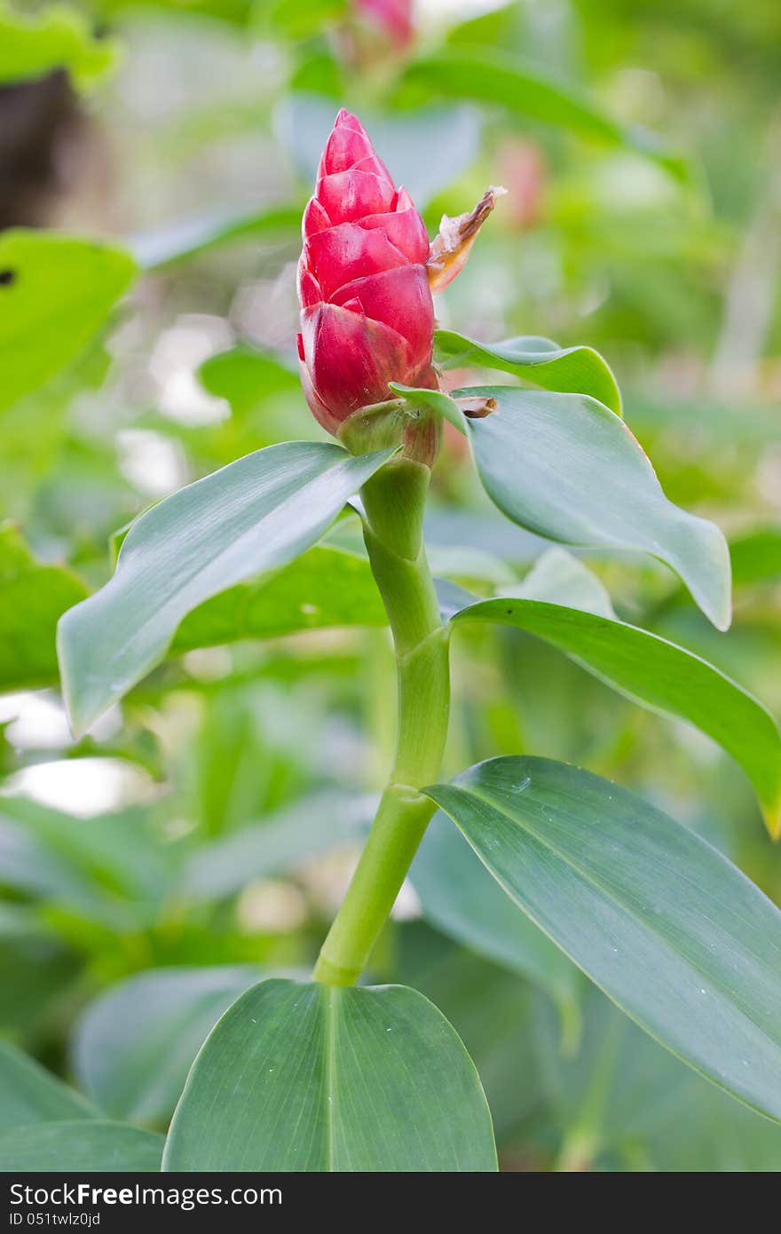 Ginger Flower