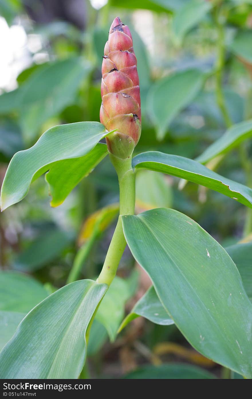 Ginger flower