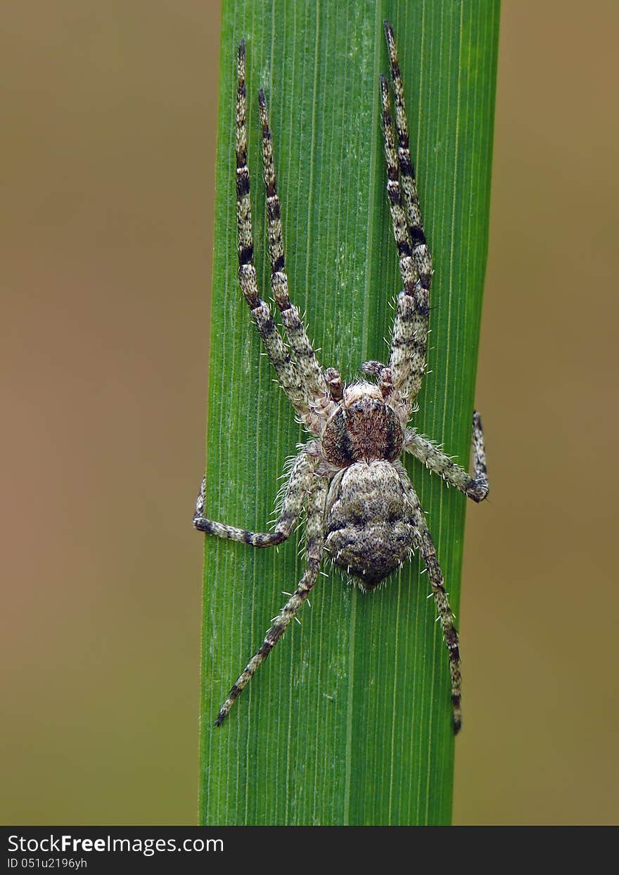 Philodromid crab spiders (Philodromus margaritatus) on a leaf.
