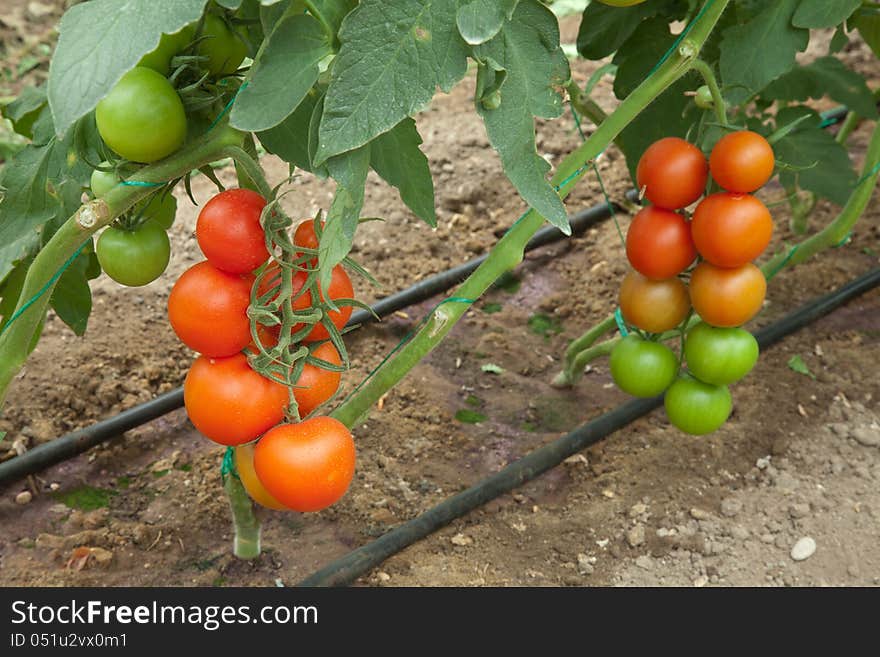 Tomatoes growing in a greenhouse. Tomatoes growing in a greenhouse