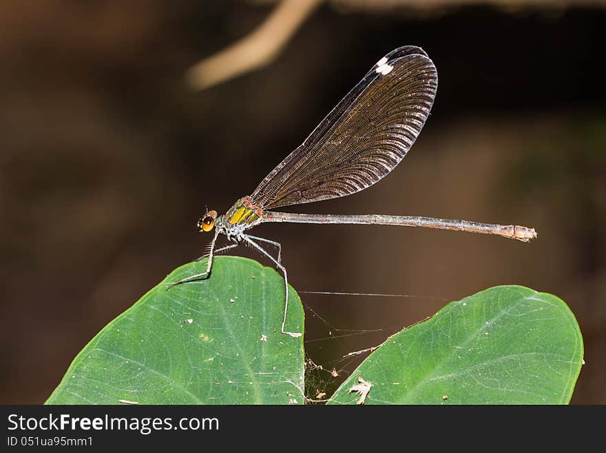 Large damselfly resting of green leaf as its habitat