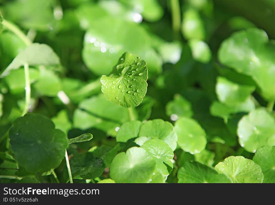 Beautiful green lawn with dew drops. Beautiful green lawn with dew drops