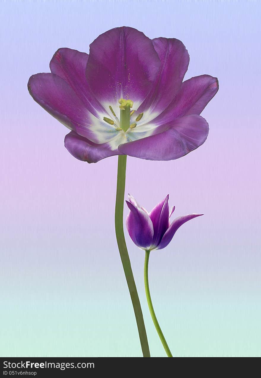 Purple Tulips