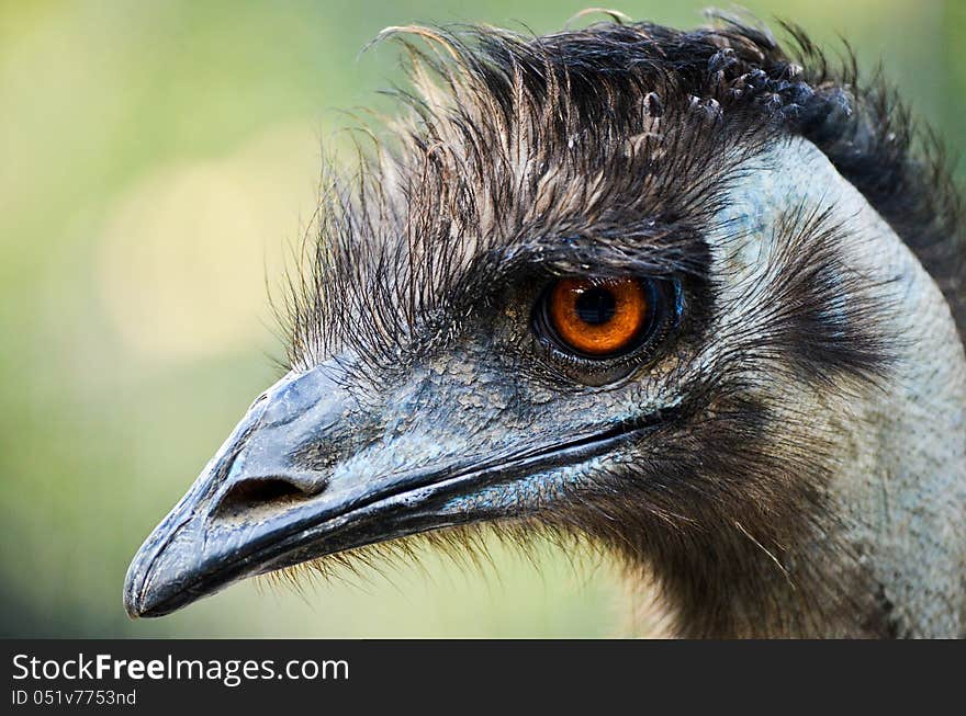 Ostrich head close up, Predatory sight of wild birds. Ostrich head close up, Predatory sight of wild birds