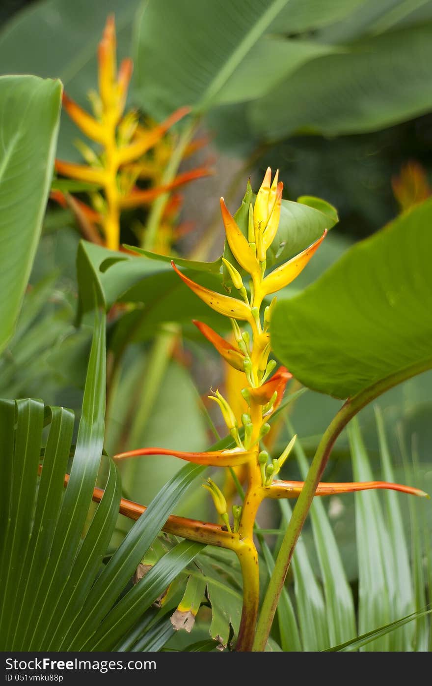 Two Heliconias looking like mirror image of each other. Two Heliconias looking like mirror image of each other