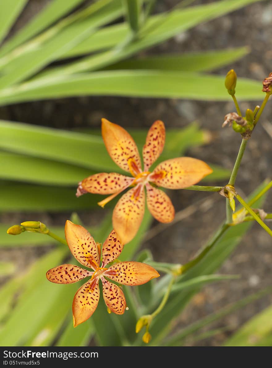 Orchids images seems as a mirror blurred image