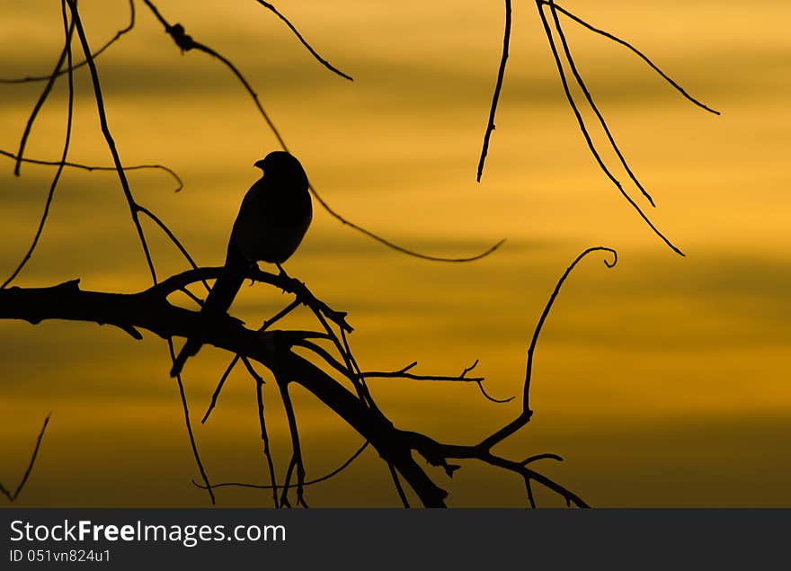 A Magpie Silhouetted against a sunset. A Magpie Silhouetted against a sunset