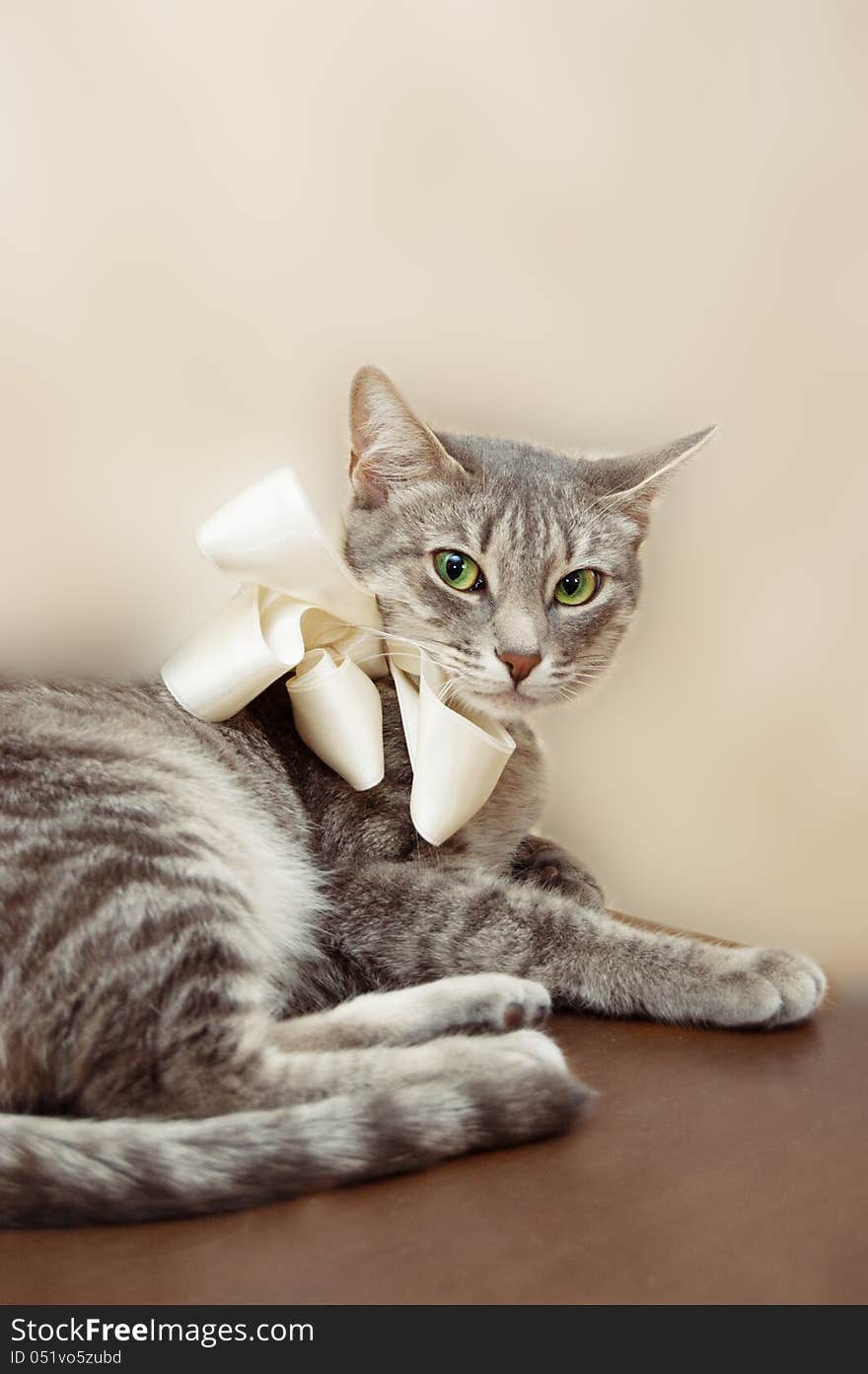 Relaxed smoky cat with white bow sitting. Relaxed smoky cat with white bow sitting