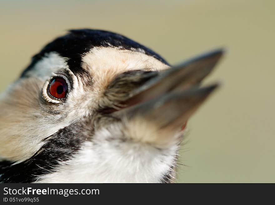 White-backed Woodpecker