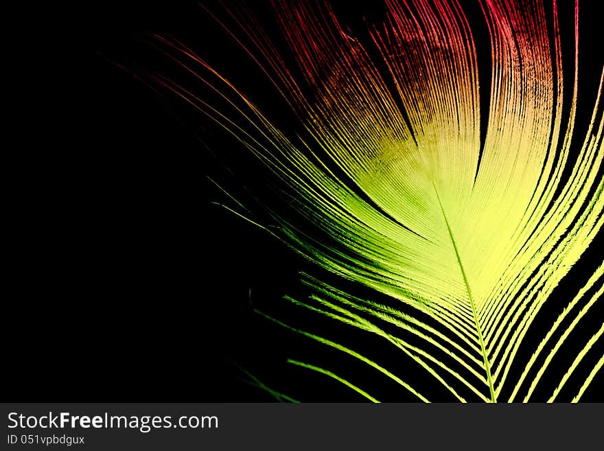 The feather of peacock on a black background.