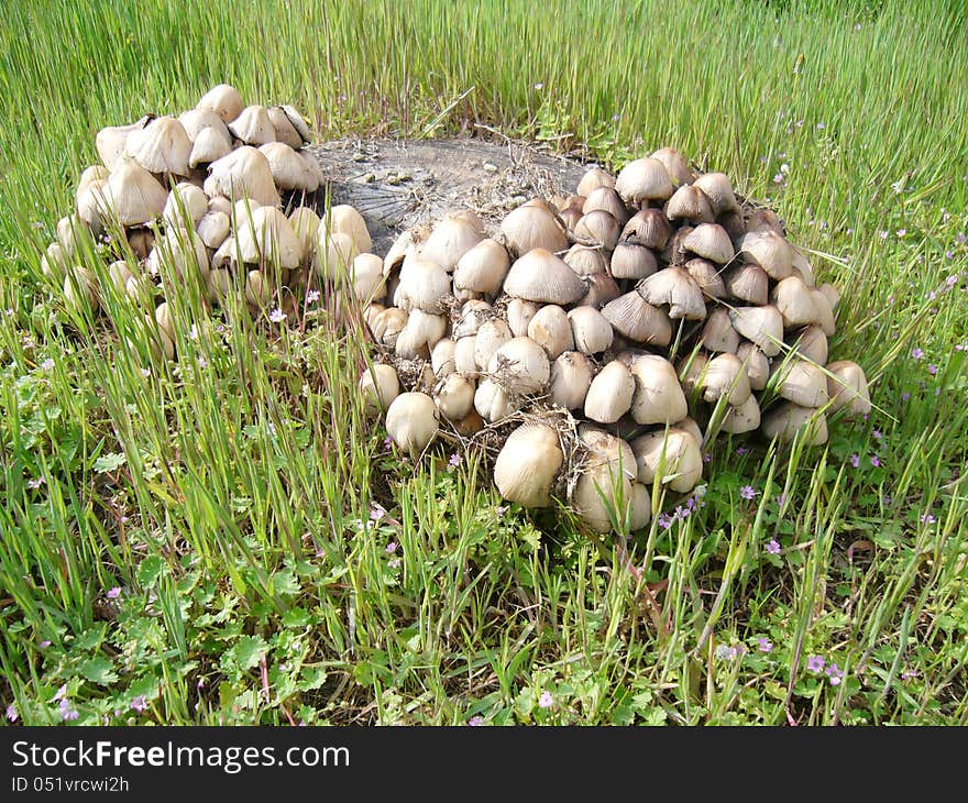 Group of mushrooms growing on stump in the glade