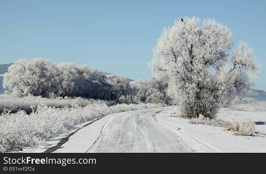 Winter Frost on a Backroad