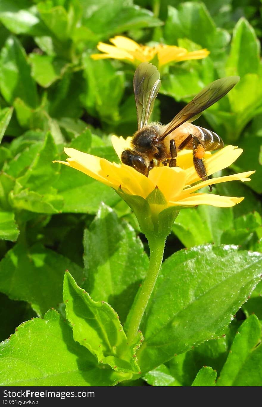 A yellow and black striped bee is visiting a blooming golden-yellow flower. the plant has a long-slender stalk that holds the flower up in the air. basically a bee is fond of visiting and collecting nectar from flowers to flowers. these are the habitual instincts of most bees. A yellow and black striped bee is visiting a blooming golden-yellow flower. the plant has a long-slender stalk that holds the flower up in the air. basically a bee is fond of visiting and collecting nectar from flowers to flowers. these are the habitual instincts of most bees.