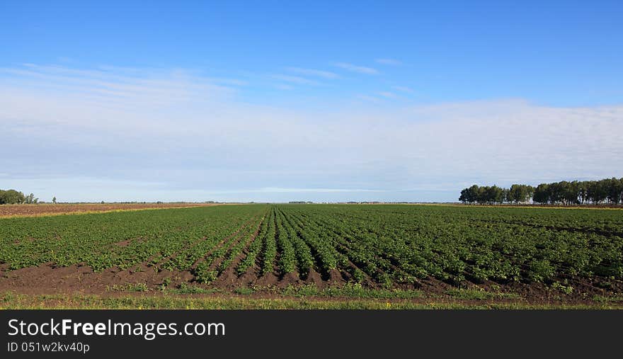 Blue sky with clouds above the potato a field.