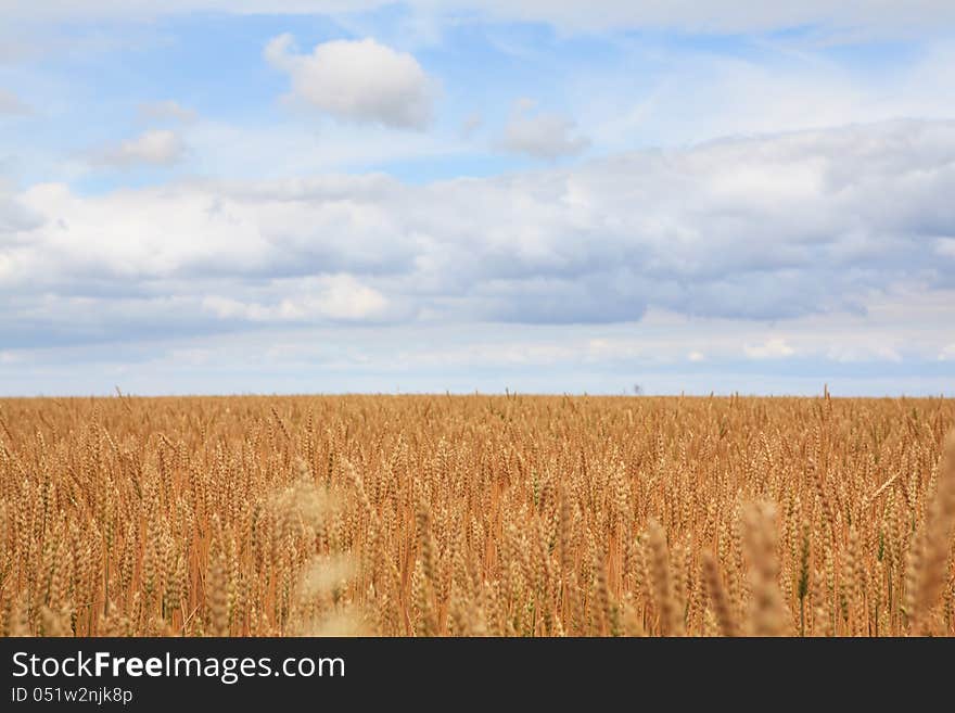 Field Of Ripe Wheat.