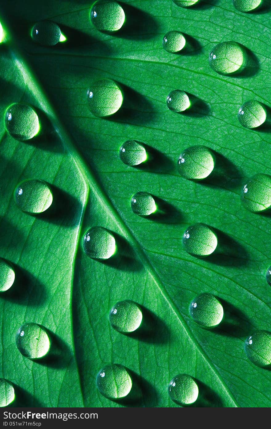 Closeup of water drops on green leaf surface. Nice background. Closeup of water drops on green leaf surface. Nice background