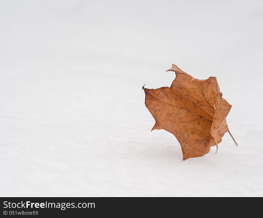 Winter background with dead leaf on snow