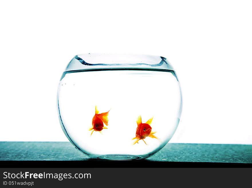 Tow goldfishes in tank on white background