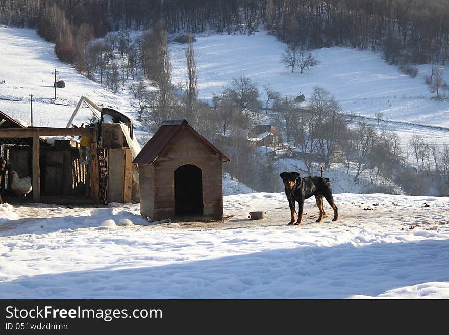 Black dog rottweiler near his house in the snow. Black dog rottweiler near his house in the snow