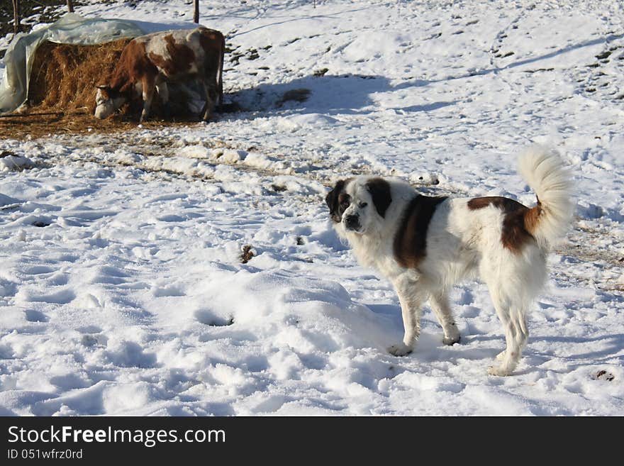 Dog looking and cow eating hay in winter and sunlight. Dog looking and cow eating hay in winter and sunlight