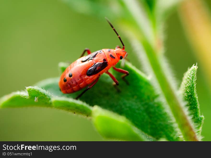 Ladybug on green leaf, macro