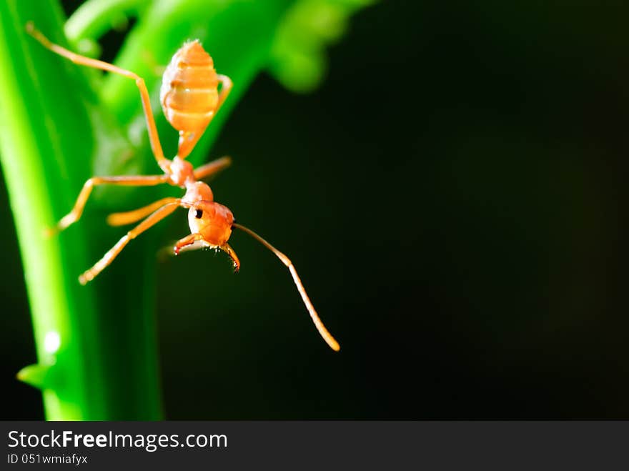 Red ant in the nature