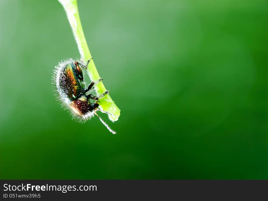 Ladybug on the green. background