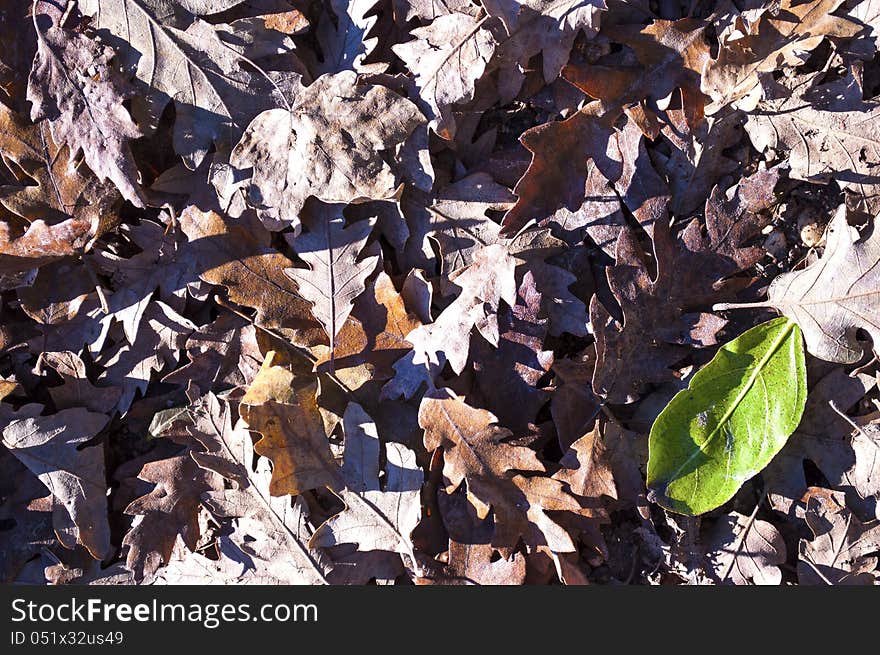 Different autumn leaves on the forest floor