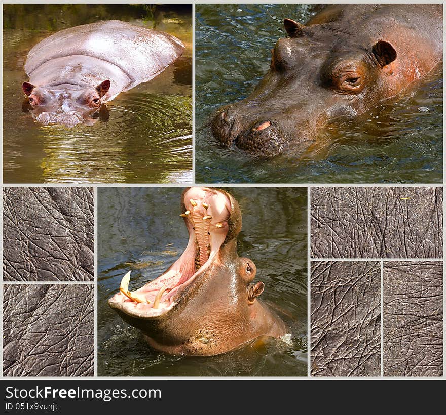 Images collection of hippopotamus and their wrinkles skin. Images collection of hippopotamus and their wrinkles skin