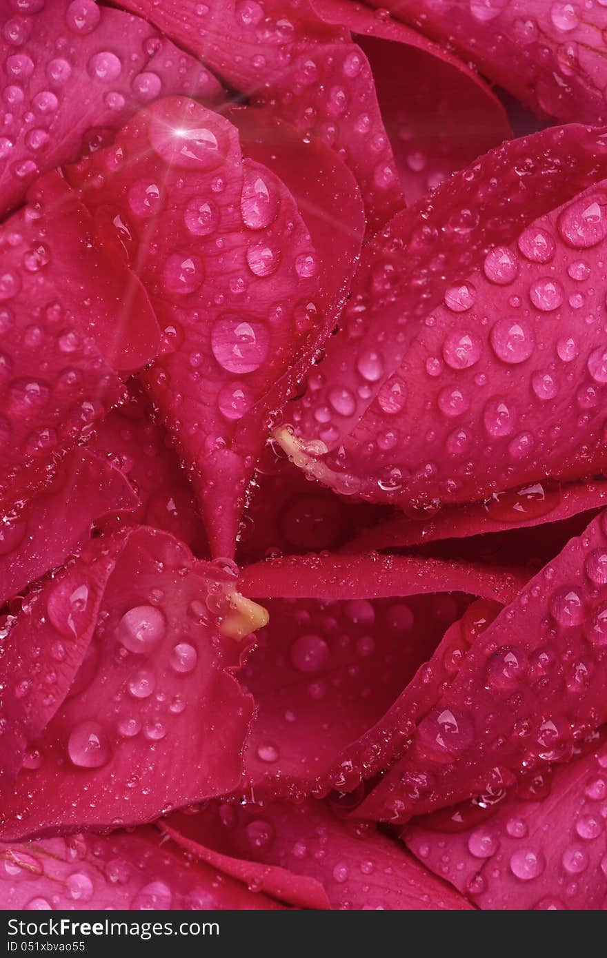 Close up of red rose petals with water drops