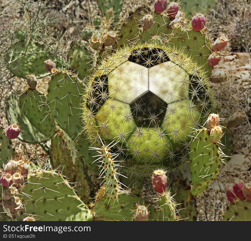 Cactus Soccer Ball